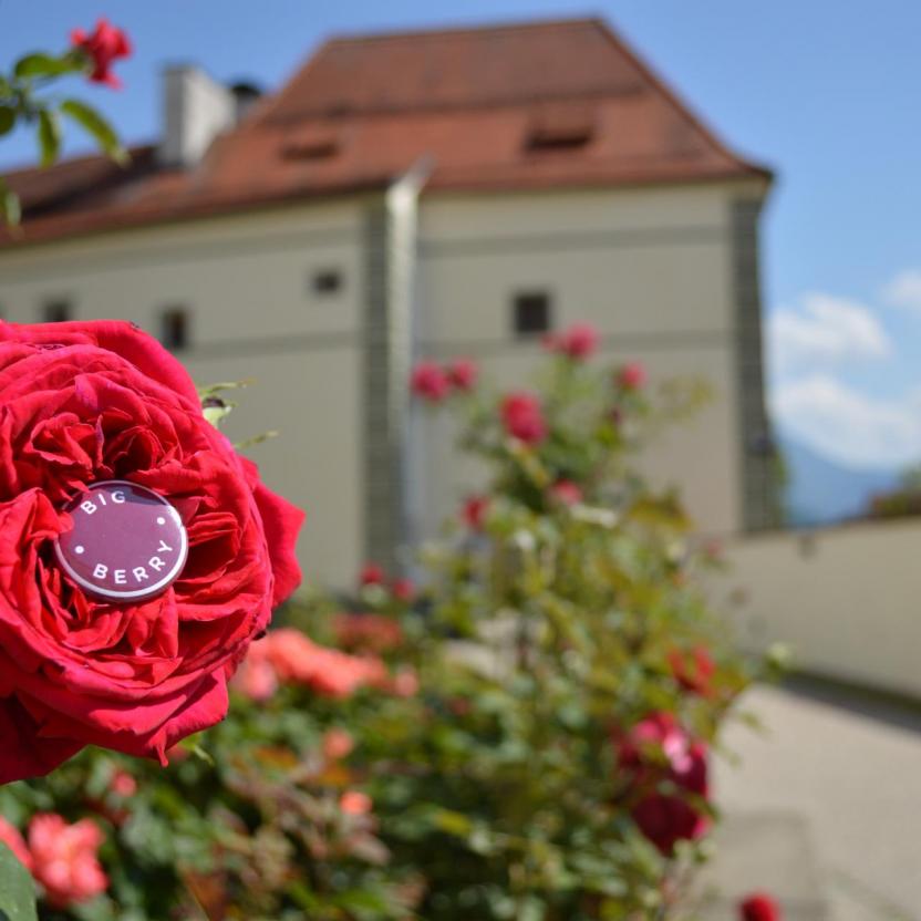 Mr Rose