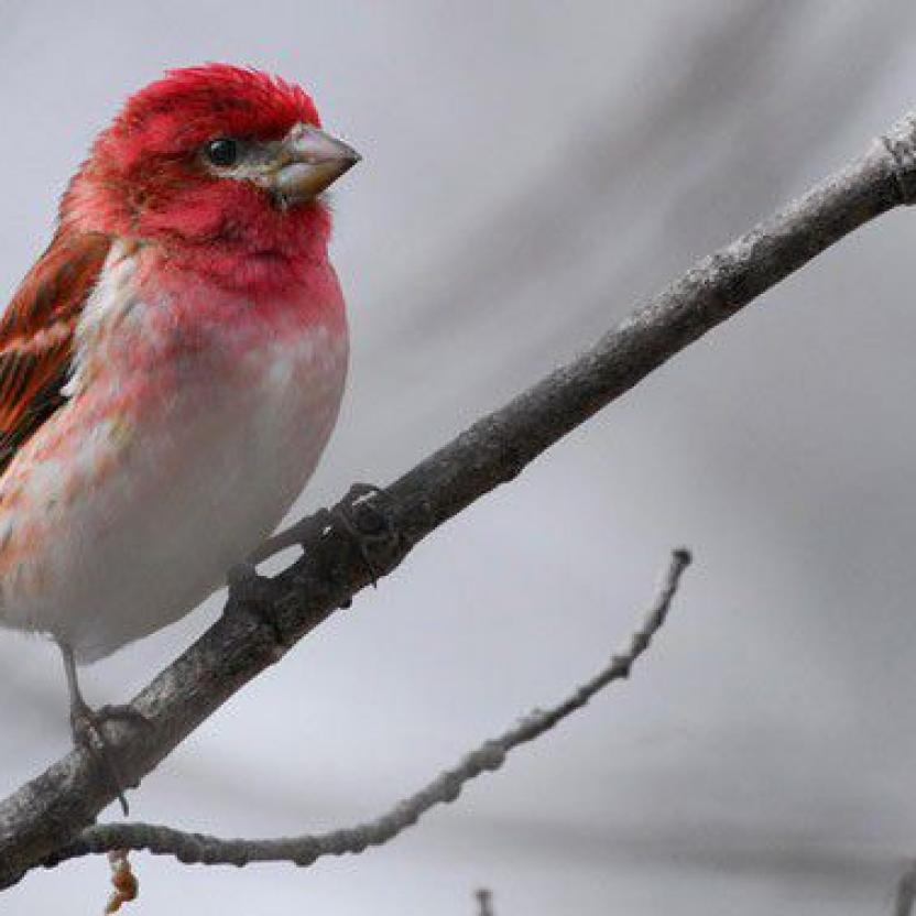 Purple Finch