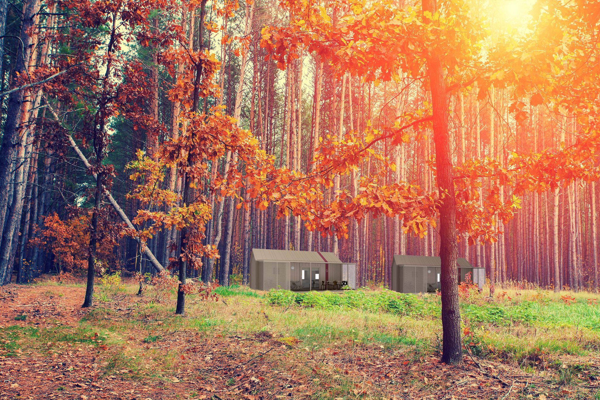 BB Brown Berry Autumn Sun Forrest