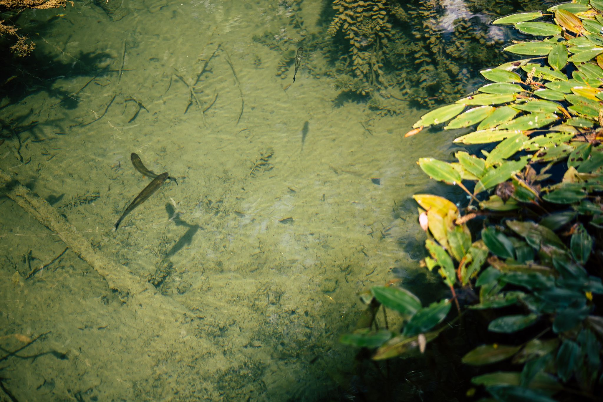 BIG BERRY Kolpa river fish