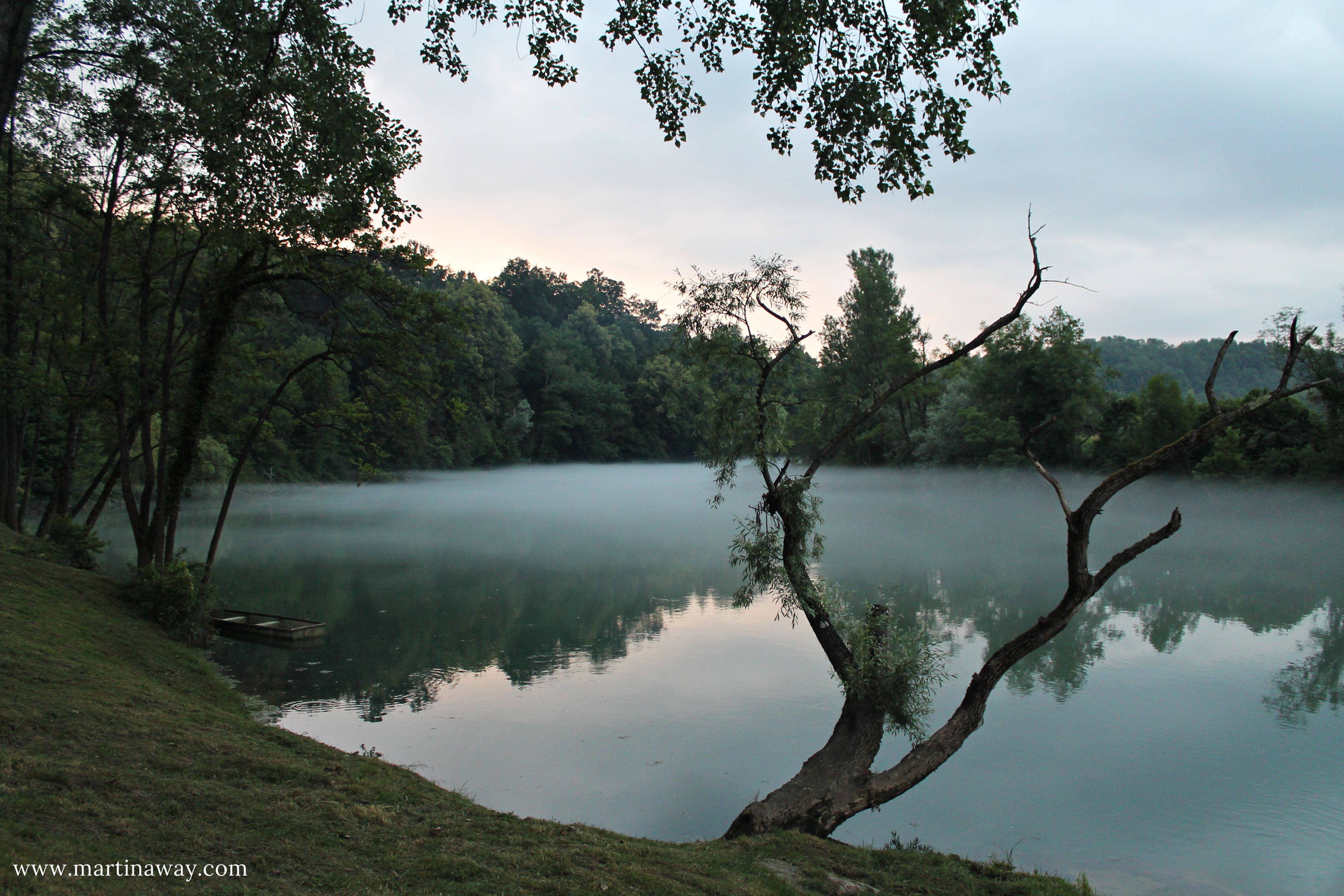 BIG BERRY Kolpa river tree original