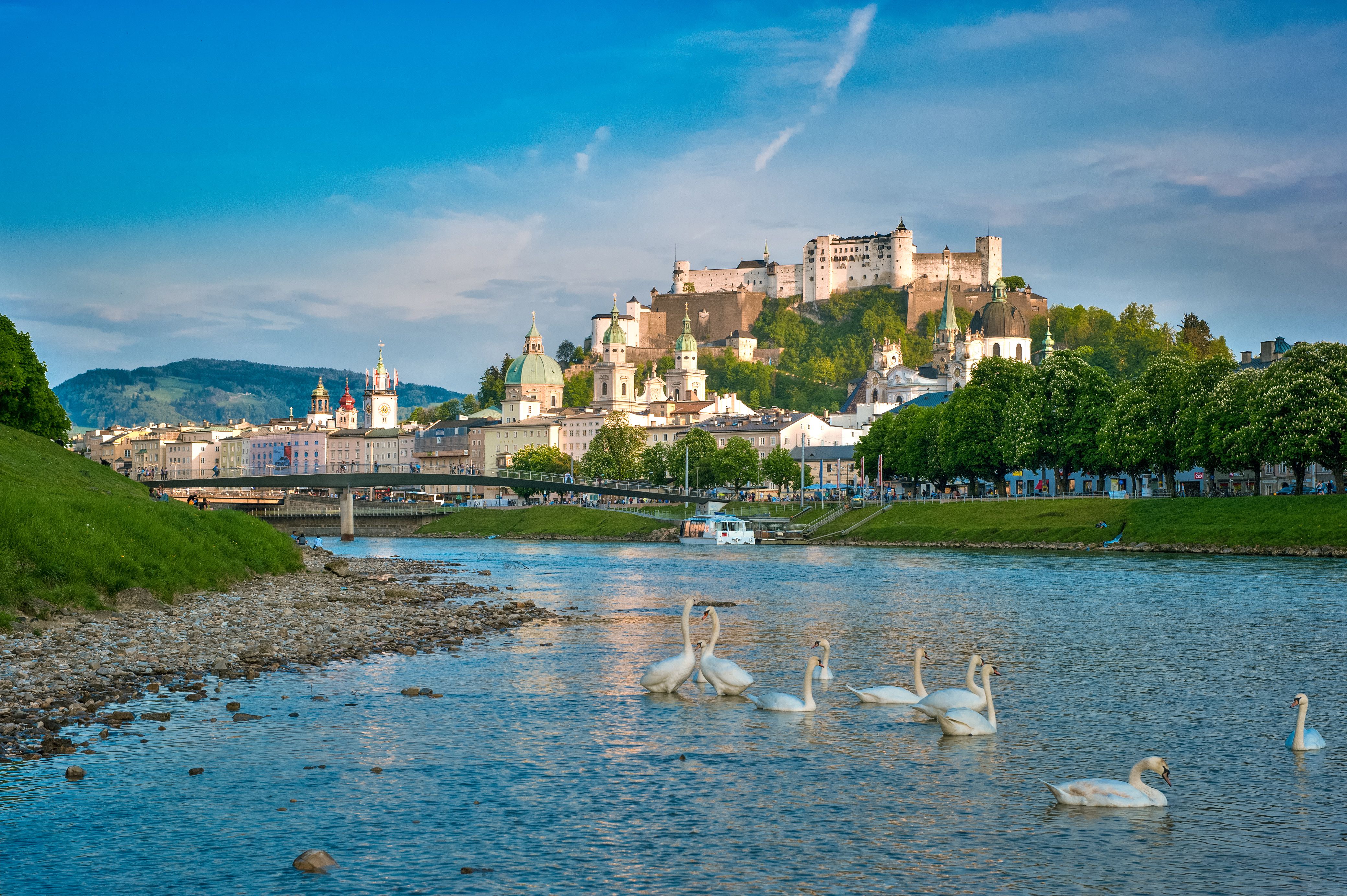 Salzach Schwaene