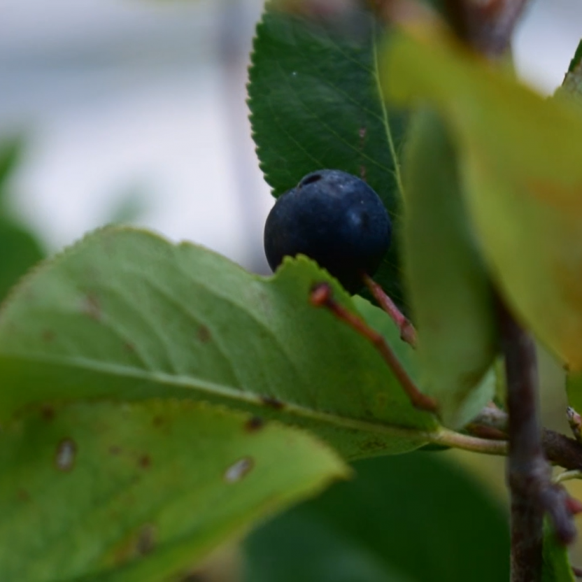 picking aronia