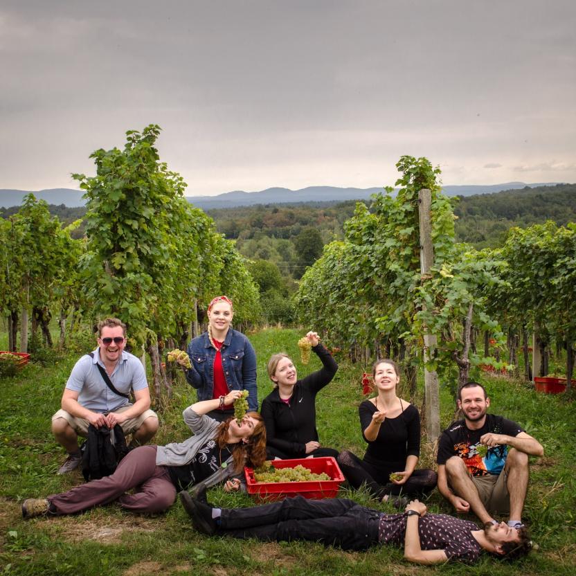 grape harvest