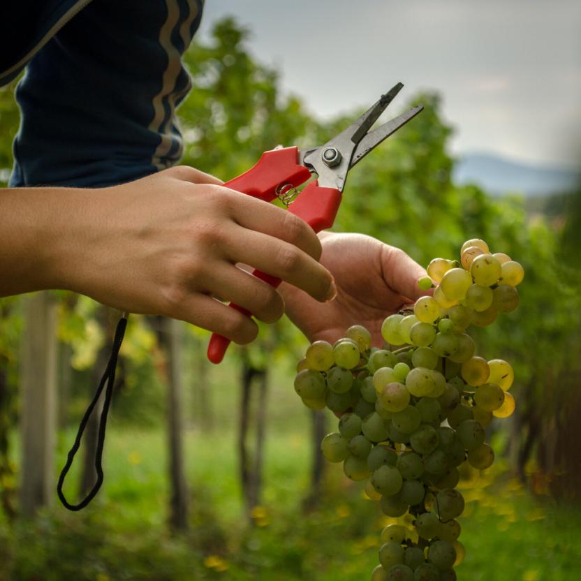 grape picking2