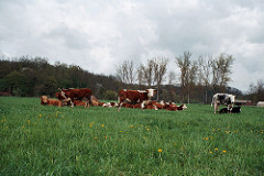 Plant design BB nature 2